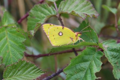 <i>Colias crocea</i>