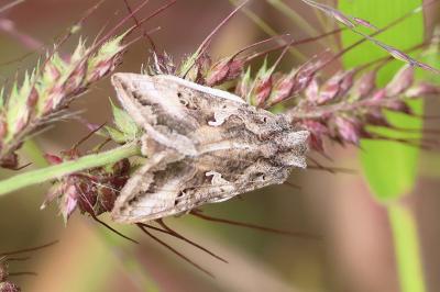 <i>Autographa gamma</i>