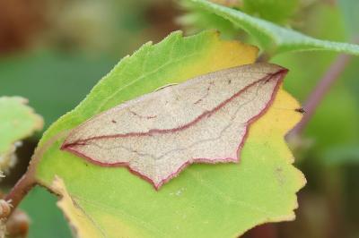 <i>Timandra comae</i>