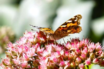 <i>Vanessa cardui</i>
