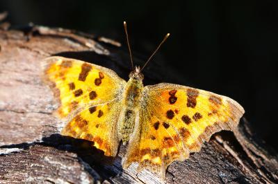 <i>Polygonia c-album</i>