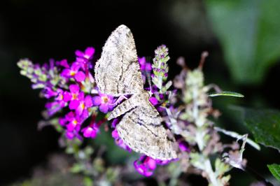 <i>Peribatodes rhomboidaria</i>