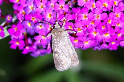<i>Xestia xanthographa</i>