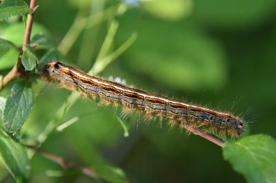 <i>Malacosoma neustria</i>