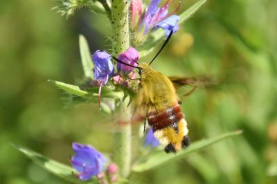 <i>Hemaris fuciformis</i>