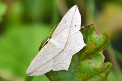 <i>Timandra comae</i>
