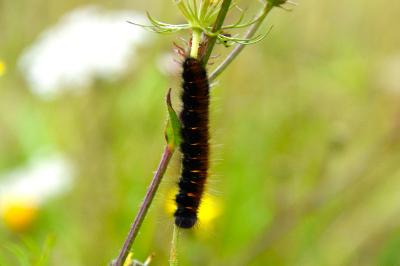 <i>Macrothylacia rubi</i>