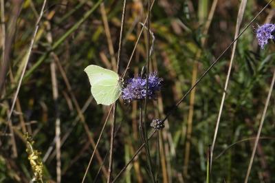 <i>Gonepteryx rhamni</i>