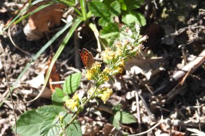 <i>Lycaena phlaeas</i>