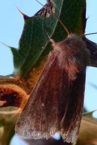 <i>Mythimna albipuncta</i>