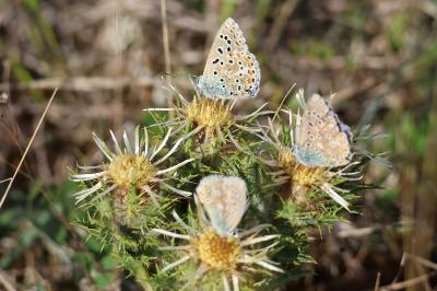 <i>Lysandra bellargus</i>