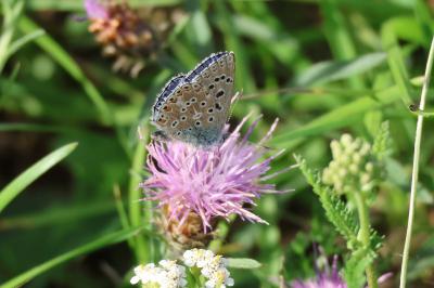 <i>Lysandra bellargus</i>
