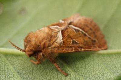 <i>Triodia sylvina</i>