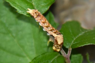 <i>Thyatira batis</i>