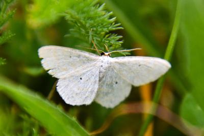 <i>Scopula immutata</i>