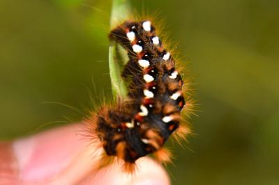 <i>Acronicta rumicis</i>