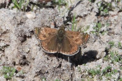 <i>Erynnis tages</i>