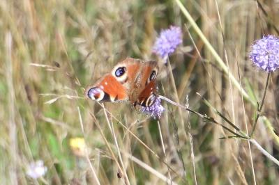 <i>Aglais io</i>
