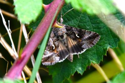 <i>Autographa gamma</i>