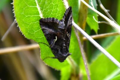 <i>Autographa gamma</i>