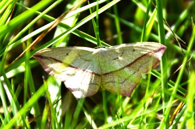 <i>Timandra comae</i>