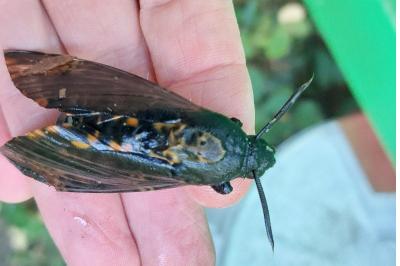 <i>Acherontia atropos</i>