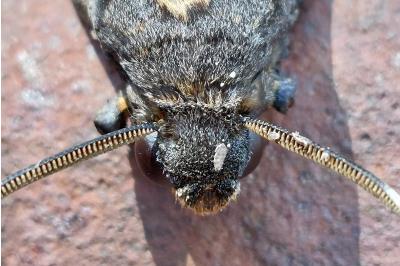 <i>Acherontia atropos</i>