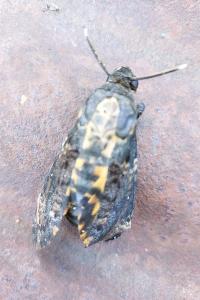 <i>Acherontia atropos</i>