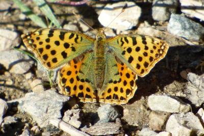 <i>Issoria lathonia</i>
