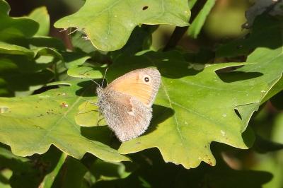 <i>Coenonympha pamphilus</i>