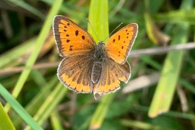 <i>Lycaena dispar</i>