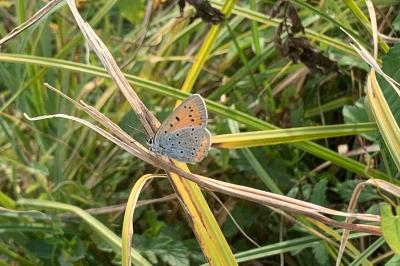 <i>Lycaena dispar</i>