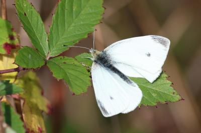 <i>Pieris rapae</i>