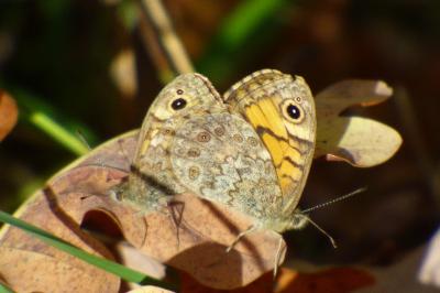 <i>Lasiommata megera</i>