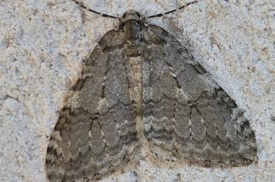 <i>Epirrita</i>