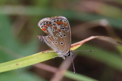 <i>Aricia agestis</i>