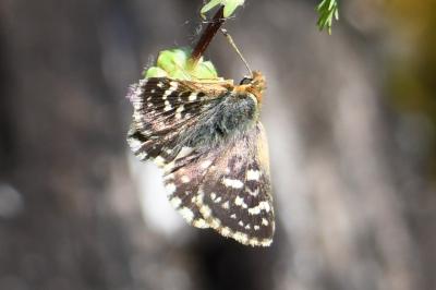 <i>Spialia sertorius</i>