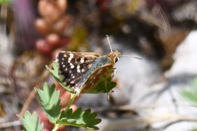 <i>Spialia sertorius</i>