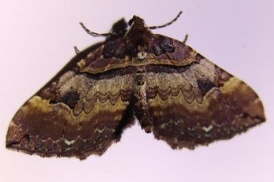 <i>Earophila badiata</i>