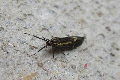 <i>Esperia sulphurella</i>