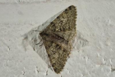 <i>Phigalia pilosaria</i>