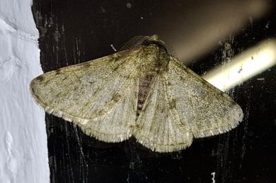 <i>Phigalia pilosaria</i>