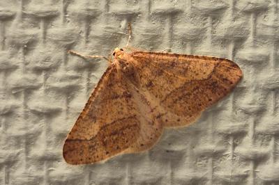 <i>Phigaliohybernia marginaria</i>