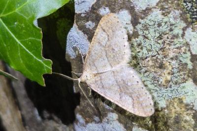 <i>Phigaliohybernia marginaria</i>