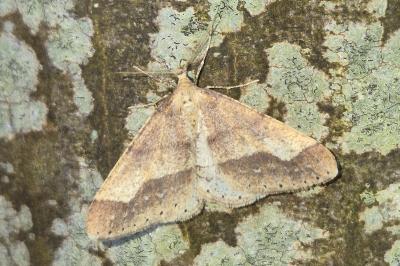 <i>Phigaliohybernia marginaria</i>
