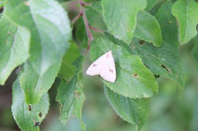 <i>Rivula sericealis</i>