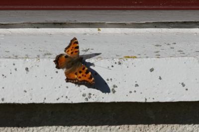 <i>Nymphalis polychloros</i>