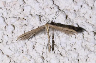 <i>Emmelina monodactyla</i>