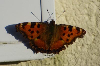 <i>Nymphalis polychloros</i>