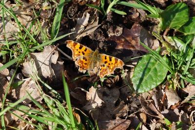 <i>Polygonia c-album</i>
